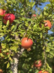 Grenadier - Punica granatum XL - 200 cm