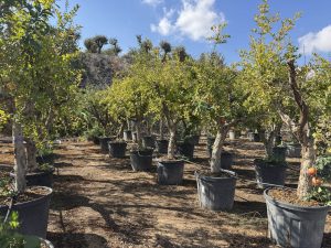 Grenadier - Punica granatum XL - 200 cm