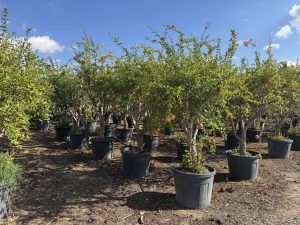 Grenadier - Punica granatum XL - 200 cm