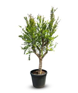 Grenadier - Punica granatum XL - 200 cm