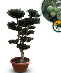 Olivier Pom-Pon - Olea europaea - 200 cm