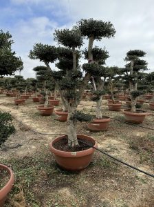 Olivier Pom-Pon - Olea europaea - 200 cm