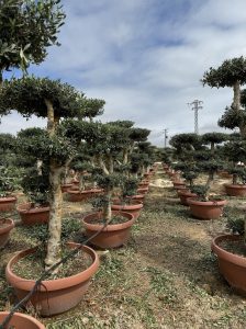 Olivier Pom-Pon - Olea europaea - 200 cm