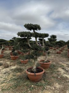Olivier Pom-Pon - Olea europaea - 200 cm