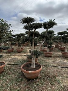 Olivier Pom-Pon - Olea europaea - 200 cm