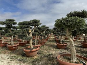 Olivier Pom-Pon - Olea europaea - 200 cm