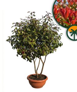 Photinia fraseri 'Red Robin' - multitronc - 180 cm