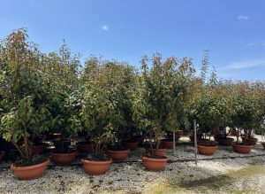 Photinia fraseri 'Red Robin' - multitronc - 180 cm