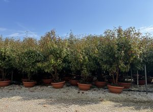 Photinia fraseri 'Red Robin' - multitronc - 180 cm