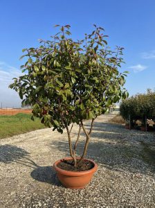 Photinia fraseri 'Red Robin' - multitronc - 180 cm