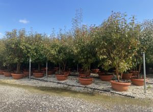 Photinia fraseri 'Red Robin' - multitronc - 180 cm