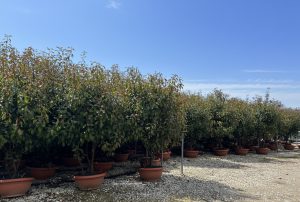 Photinia fraseri 'Red Robin' - multitronc - 180 cm