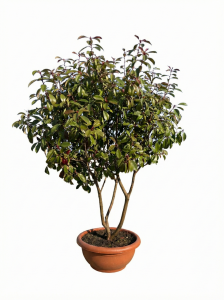 Photinia fraseri 'Red Robin' - multitronc - 180 cm
