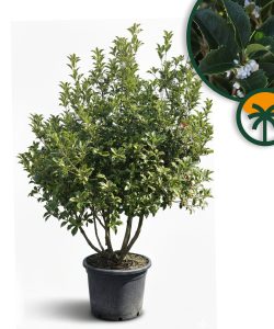 Osmanthus aquifolium - Multitronc - 200 cm