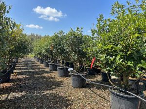 Osmanthus aquifolium - Multitronc - 200 cm