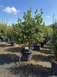 Osmanthus aquifolium - Multitronc - 200 cm