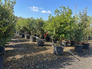 Osmanthus aquifolium - Multitronc - 200 cm