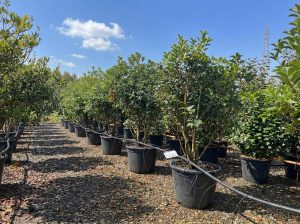 Osmanthus aquifolium - Multitronc - 200 cm