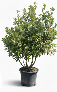 Osmanthus aquifolium - Multitronc - 200 cm