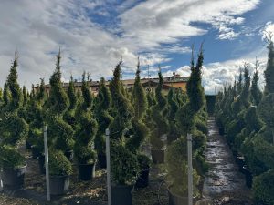 Leylandii - Cupressocyparis leylandii - spirale - 240 cm