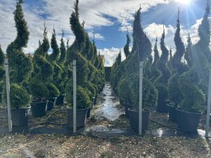 Leylandii - Cupressocyparis leylandii - spirale - 240 cm