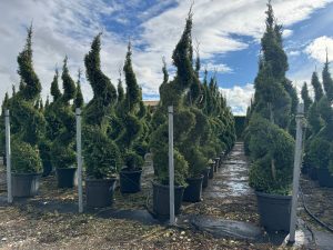 Leylandii - Cupressocyparis leylandii - spirale - 240 cm