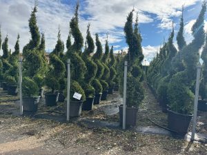 Leylandii - Cupressocyparis leylandii - spirale - 240 cm