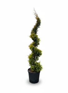 Leylandii - Cupressocyparis leylandii - spirale - 240 cm