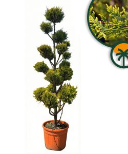 Leylandii - Pom-Pon - 220 cm