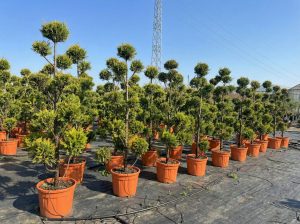 Leylandii - Pom-Pon - 220 cm