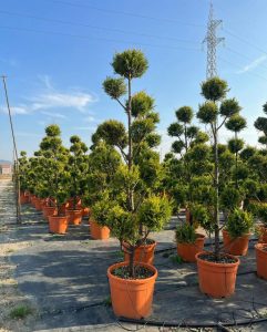 Leylandii - Pom-Pon - 220 cm