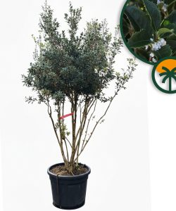 Osmanthus ilicifolius - Multitronc - 240 cm