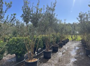 Osmanthus ilicifolius - Multitronc - 240 cm
