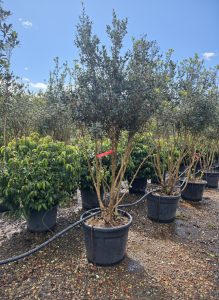 Osmanthus ilicifolius - Multitronc - 240 cm
