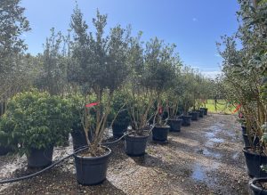 Osmanthus ilicifolius - Multitronc - 240 cm