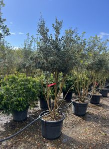 Osmanthus ilicifolius - Multitronc - 240 cm
