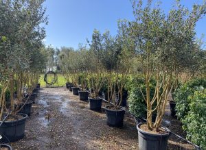 Osmanthus ilicifolius - Multitronc - 240 cm