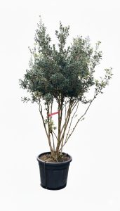 Osmanthus ilicifolius - Multitronc - 240 cm