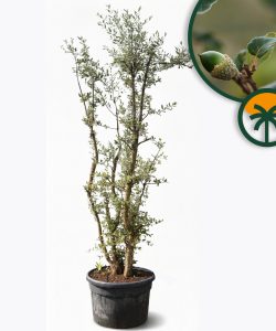 Chêne-liège - Quercus suber - Multitronc - 250 cm