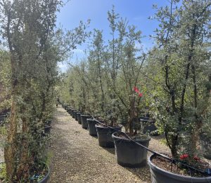 Chêne-liège - Quercus suber - Multitronc - 250 cm