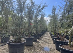 Chêne-liège - Quercus suber - Multitronc - 250 cm