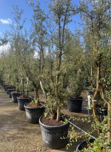 Chêne-liège - Quercus suber - Multitronc - 250 cm