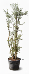 Chêne-liège - Quercus suber - Multitronc - 250 cm