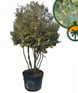 Chêne vert - Quercus ilex - Multitronc - 250 cm