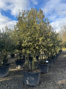 Chêne vert - Quercus ilex - Multitronc - 250 cm
