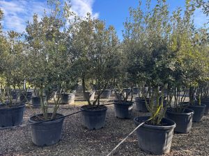 Chêne vert - Quercus ilex - Multitronc - 250 cm