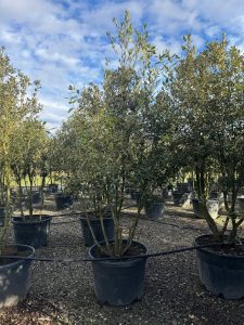 Chêne vert - Quercus ilex - Multitronc - 250 cm