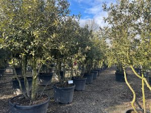 Chêne vert - Quercus ilex - Multitronc - 250 cm