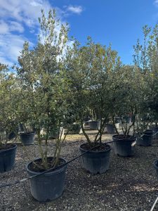 Chêne vert - Quercus ilex - Multitronc - 250 cm