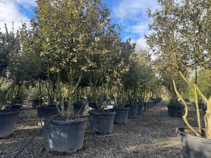 Chêne vert - Quercus ilex - Multitronc - 250 cm